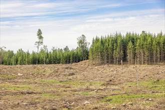 Landscape view at a large Clearcutting by a spruce forest in the summer