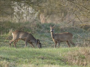 European roe deer (Capreolus capreolus), fawn and doe in winter coat, winter cover in a meadow,