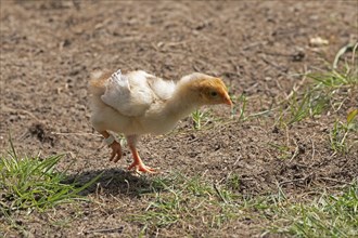 Wyandotte chicks, Wittorf, Samtgemeinde Bardowick, Lower Saxony, Germany, Europe