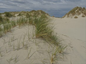 Sand dunes with grass under a cloudy sky, dune and beach by the sea with footpaths, grass and lots
