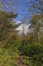 Spring forest with clear blue sky, fresh greenery and bare trees, grasses and shrubs with trees and