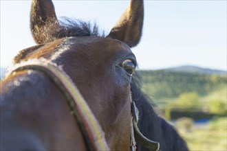 Close-up of a horse's eye looking into the camera with a field in the background with blue sky