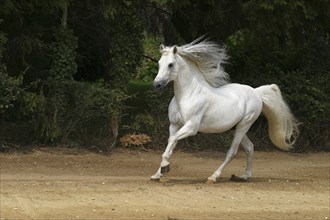 Andalusian, Andalusian horse, Spaniard