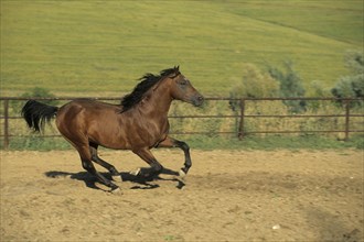 Arabian, Horse
