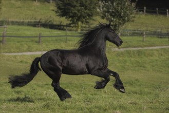 Friesian, Friesian horse