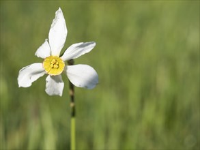 Star narcissus (Narcissus radiiflorus), near Irdning, Ennstal, Styria, Austria, Europe