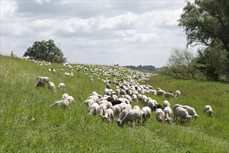 Sheep grazing on the dyke, cyclist, Elbe cycle path near Boizenburg, Mecklenburg-Western Pomerania,