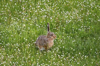 A brown hare (Lepus europaeus) sits in a flowering meadow surrounded by grass and wildflowers,