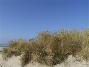 Beach vegetation on a sand hill in front of a blue sky and sea, dunes and beach at the sea with