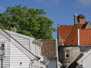 White houses with red roofs in front of a big green tree and blue sky, white wooden houses with