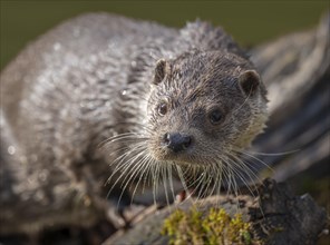 European otter (Lutra lutra), portrait, captive, Germany, Europe