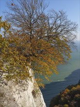 A bare tree perched on a cliff with autumn foliage against a clear blue sky, autumn foliage and