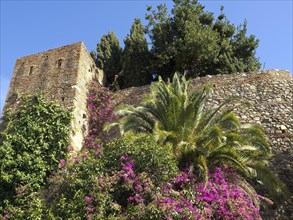 Stone walls of a castle, overgrown with bougainvillea and surrounded by palm trees and cypresses,