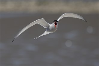 Screeching common tern (Sterna hirundo) in flight, Schleswig-Holstein Wadden Sea National Park,