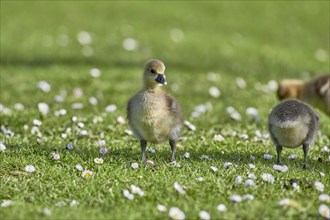 A fluffy grey goose chick stands on a flower-covered meadow
