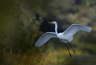 Flying great egret (Casmerodius albus), Lower Rhine, North Rhine-Westphalia, Germany, Europe