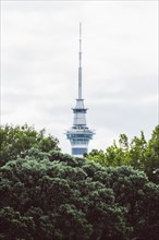 The iconic Sky Tower can be seen above a few treetops. Taken at sunset in Auckland, New Zealand,