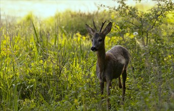 Roebuck (Capreolus capreolus), meadow, Lower Austria)