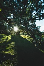 The sun shines through the branches of a large tree onto a green meadow. Madeira, Portugal, Europe