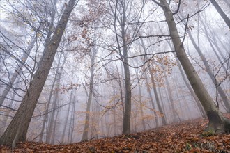 A mixed forest in autumn in the fog. Trees photographed from bottom to top. Neckargemuend, Kleiner
