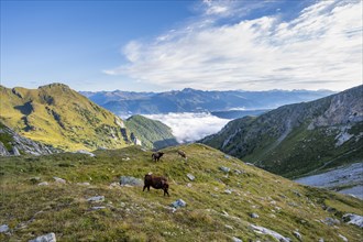Cows on a mountain meadow in the morning, Carnic Main Ridge, Carnic High Trail, Carnic Alps,