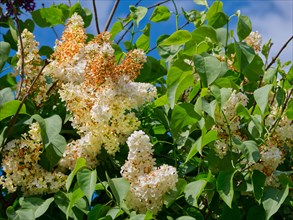 Lilac (Syringa), white flowers