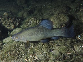 A tench (Tinca tinca) rests on the sandy bottom at night. Dive site Zollbruecke, Rheinau, Canton