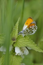 Orange tip (Anthocharis cardamines), May, Saxony, Germany, Europe