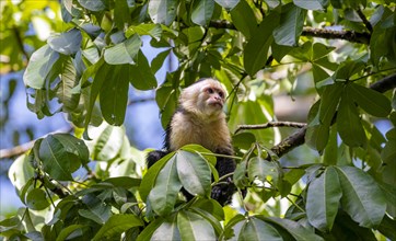 White-headed capuchin (Cebus imitator), sitting on a branch between leaves, Tortuguero National
