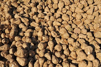 Harvested sugar beet (Beta vulgaris ssp. vulgaris var. altissima), sugar beet harvest,