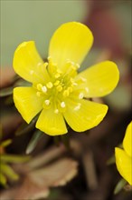 Winter aconite (Eranthis hyemalis), flower, North Rhine-Westphalia, Germany, Europe