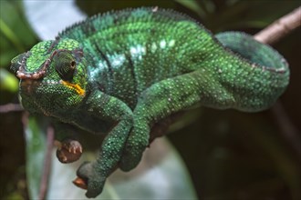 Panther Chameleon, terrarium in the Nuremberg Zoo, Nuremberg, Middle Franconia, Bavaria, Germany,