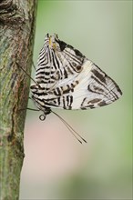 Zebra mosaic butterfly (Colobura dirce, Papilio dirce), captive, occurring in Central and South