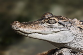 Mississippi alligator or american alligator (Alligator mississippiensis), juvenile, portrait,