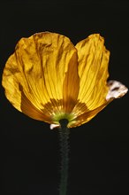 Welsh poppy (Meconopsis cambrica), flower, Emsland, Lower Saxony, Germany, Europe