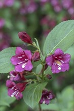 Weigelas (Weigela), flowers, Emsland, Lower Saxony, Germany, Europe