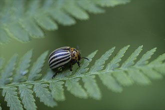 Colorado potato beetle (Leptinotarsa decemlineata), Emsland, Lower Saxony, Germany, Europe