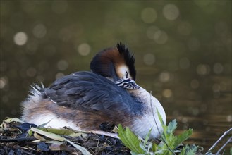 A resting great crested grebe (Podiceps scalloped ribbonfish) in its nest with chicks in its