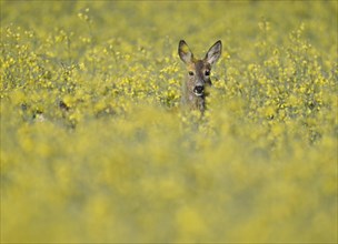 European roe deer (Capreolus capreolus), doe standing in a rapeseed field, rapeseed (Brassica
