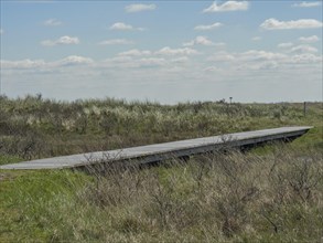 A wooden walkway runs through grassy dunes under a blue sky with clouds, wooden walkway through the