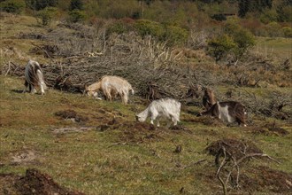 A group of sheep grazing in a pasture surrounded by trees and a wide landscape, grazing goats in a