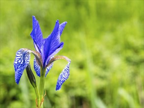 Siberian iris (Iris sibirica), near Irdning, Ennstal, Styria