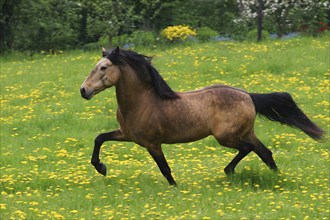 Andalusian, Andalusian horse, Spaniard