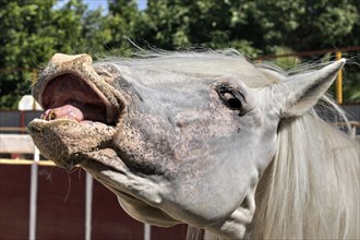 Andalusian, Andalusian horse, Antequerra, Andalusia, Spain, fleeing, Europe