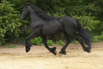 Friesian, Friesian horse