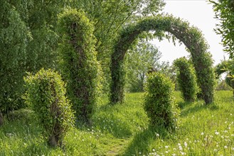 Topiary Garden, Symphonic Willow Walk, Boizenburg, Mecklenburg-Vorpommern, Germany, Europe