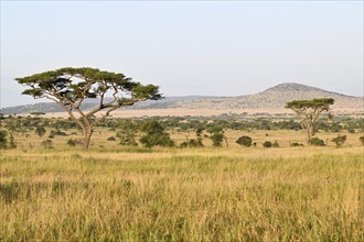 Savannah landscape in Serengeti National Park, Tanzania, Africa