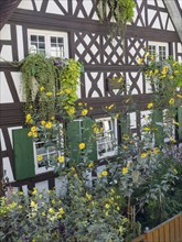 Half-timbered house with yellow flowers and green plants, surrounded by a lush garden, old
