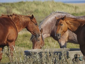 Close-up of several horses drinking together at a watering hole, horses on salt marsh by the sea