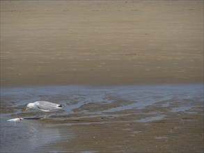 A seagull stands alone on a beach and pecks at a fish, quarrelling seagulls on a North Sea beach at